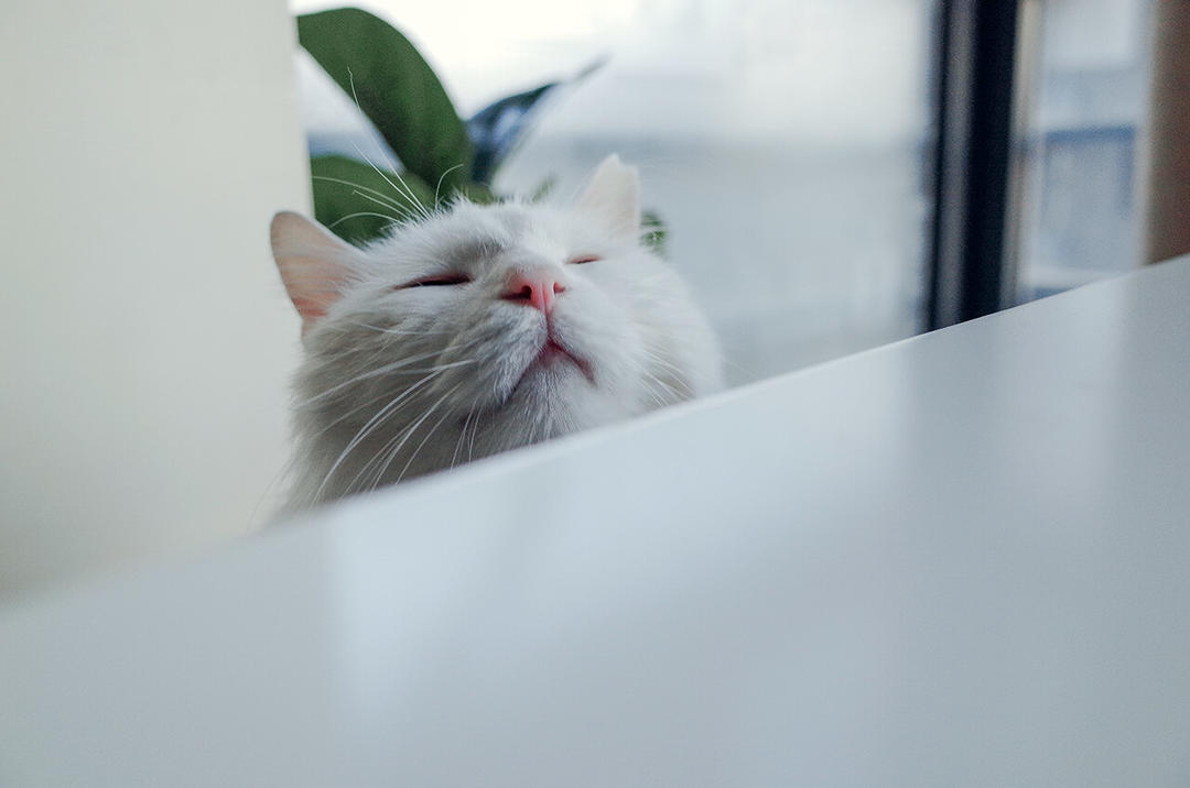 《逃避虽可耻但有用》（平匡桑直授的）瓦片抹茶荞麦面的做法 步骤9