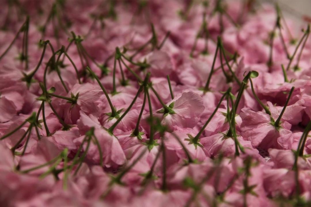 樱花酱