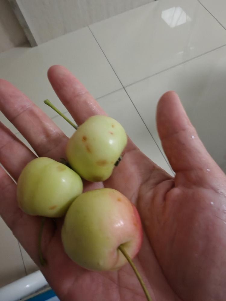 厨房以内滴碎碎念