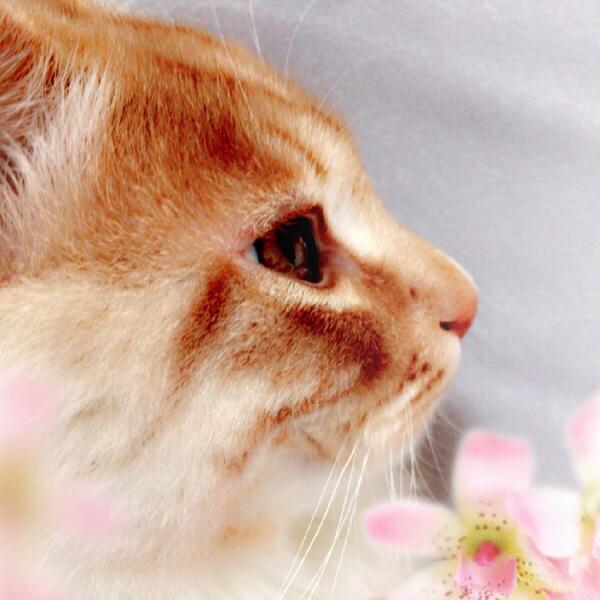 静猫师太