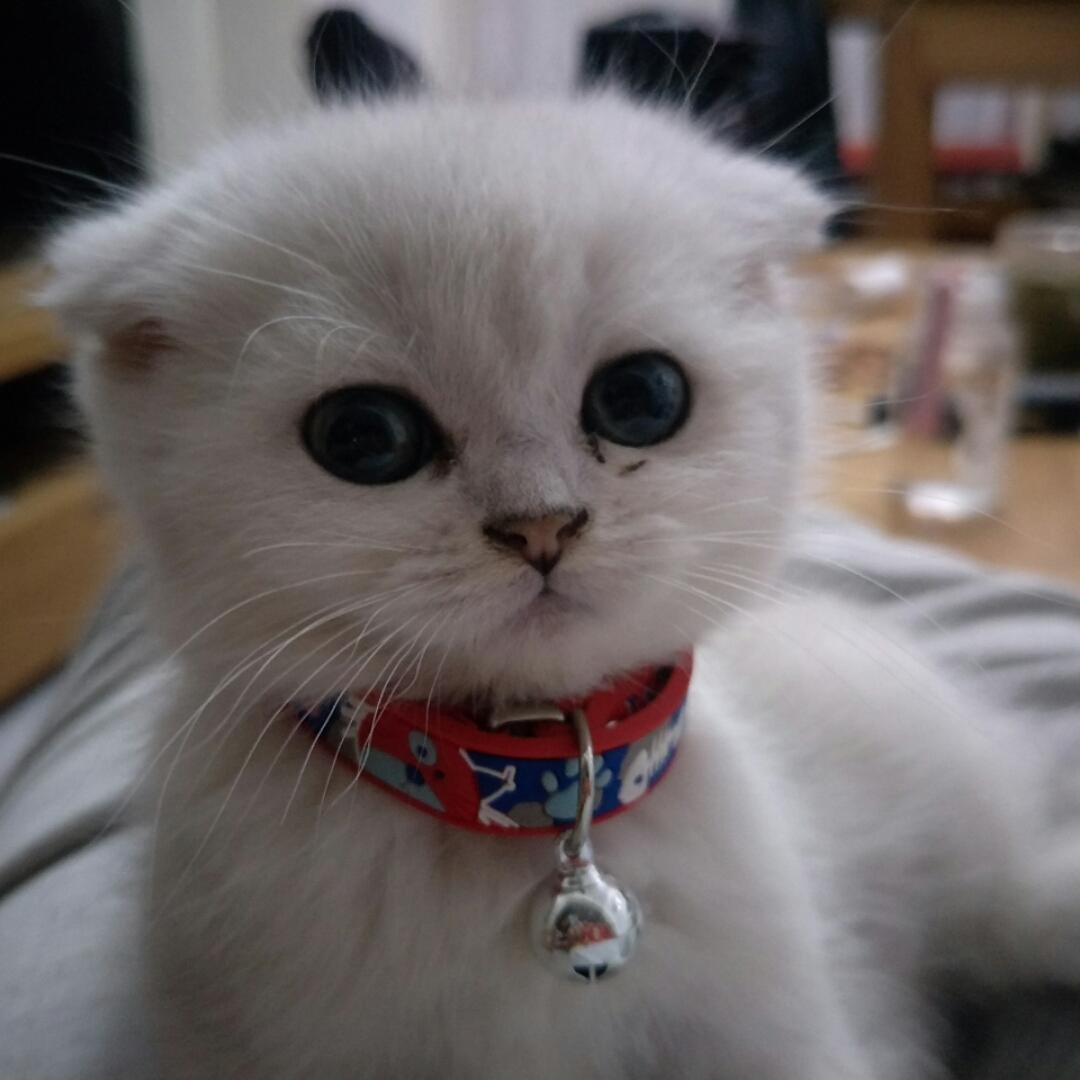 猫喵星人喵喵喵