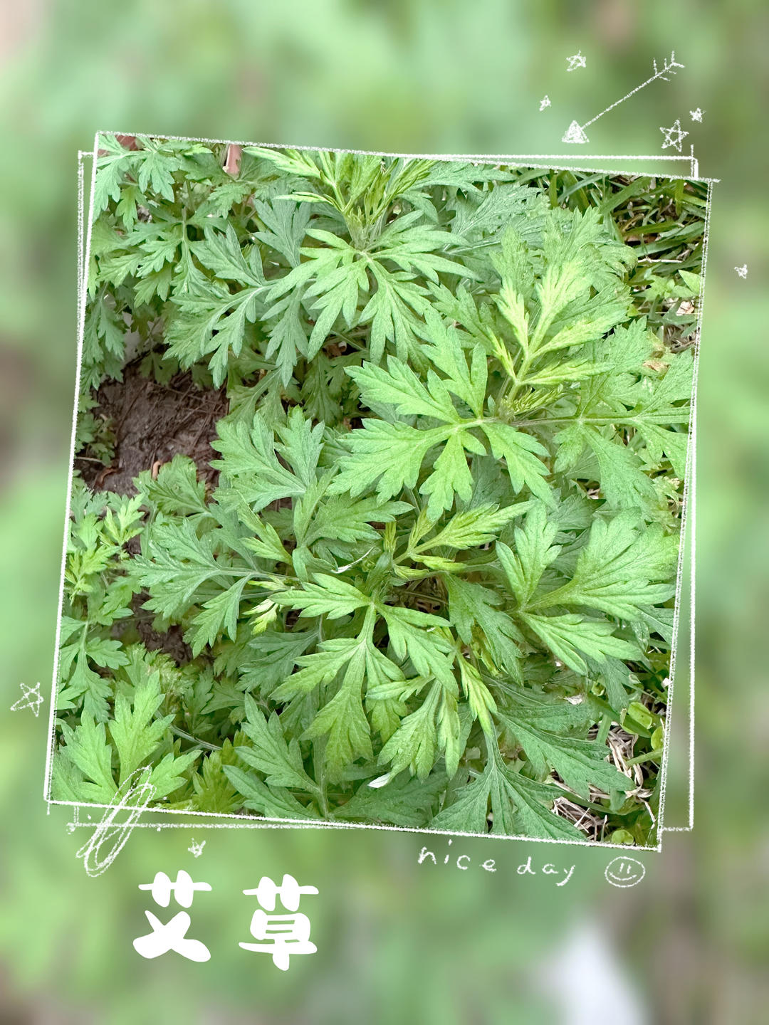网红青团，保持翠绿不变硬的秘诀