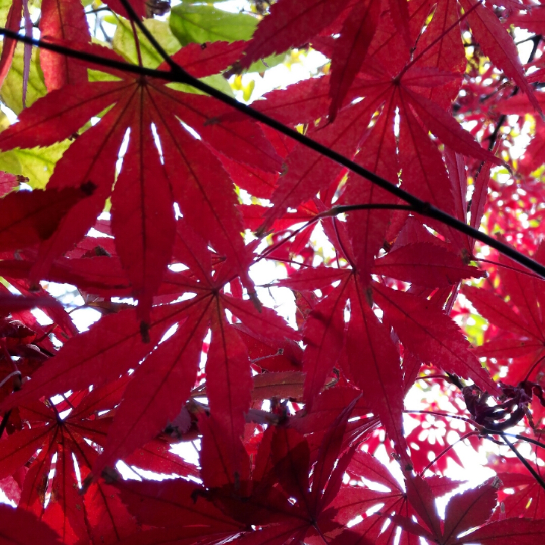 深秋的红枫叶