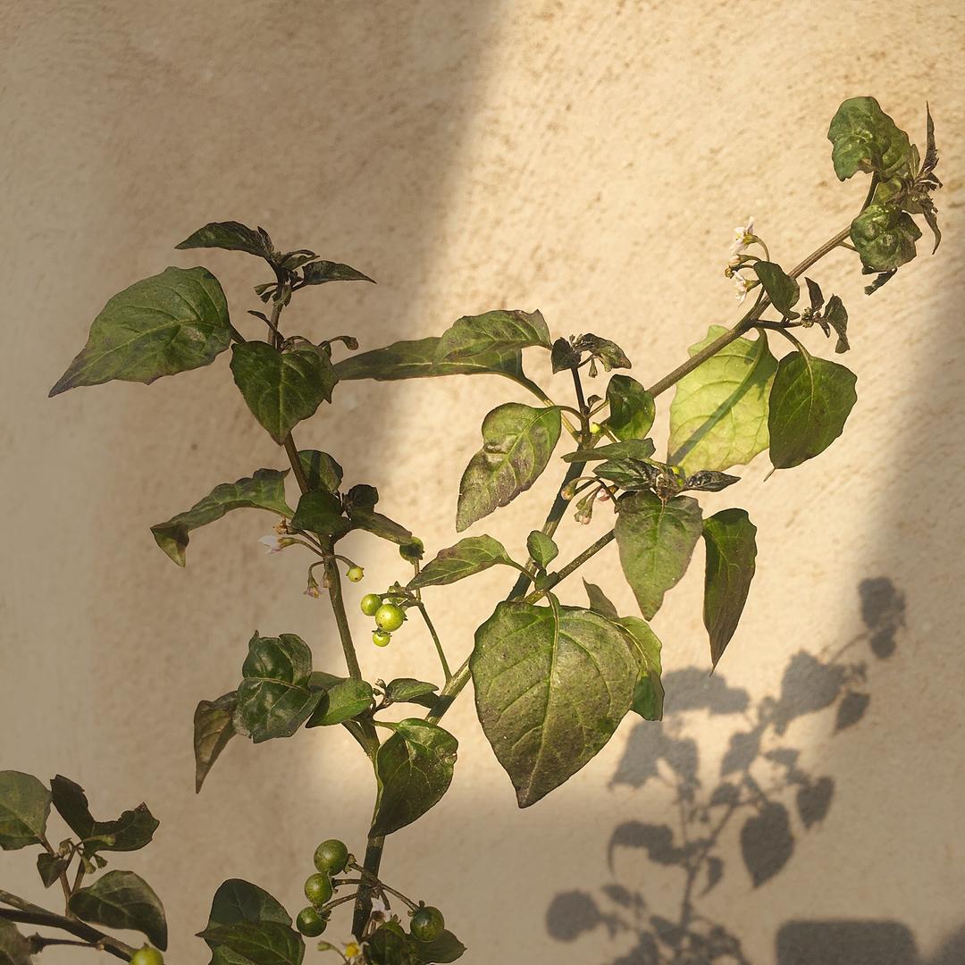 糖心舒芙蕾
