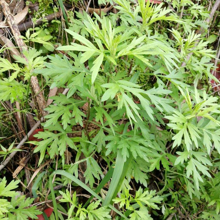 青团原料 | 艾草泥（汁）的做法