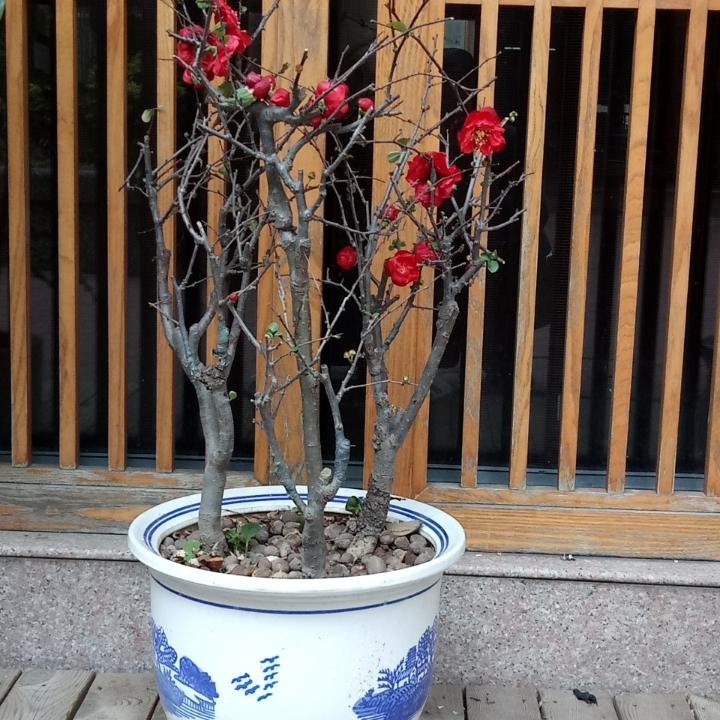 衔泥燕呢喃