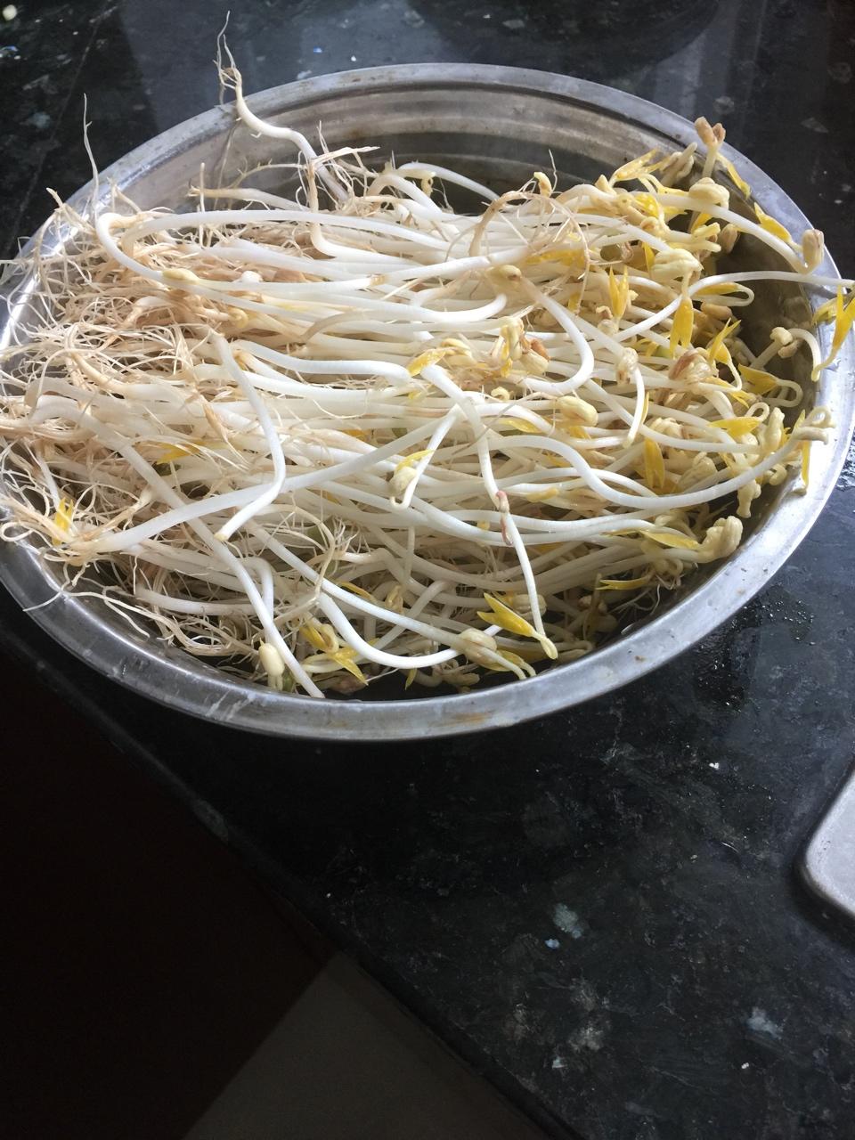 自制豆芽