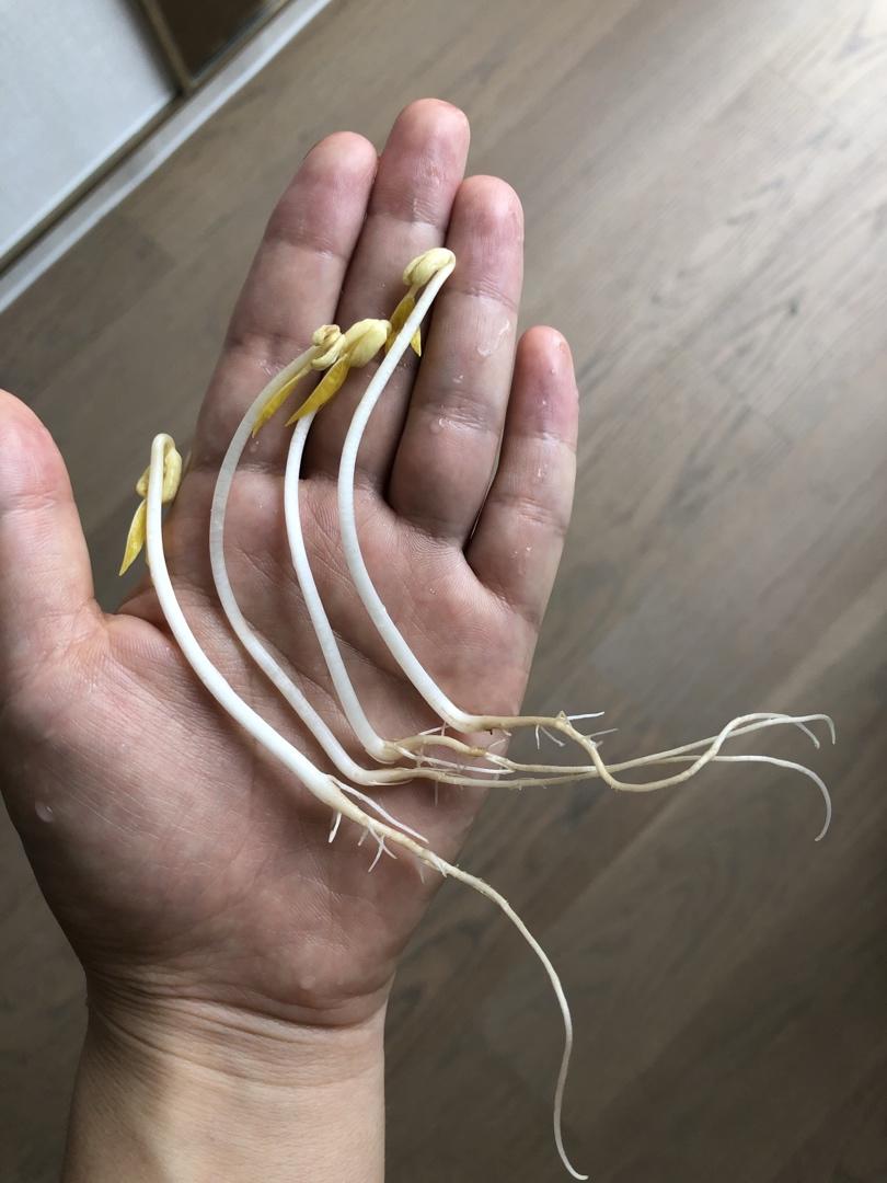 自发绿豆芽/自生豆芽/自制豆芽
