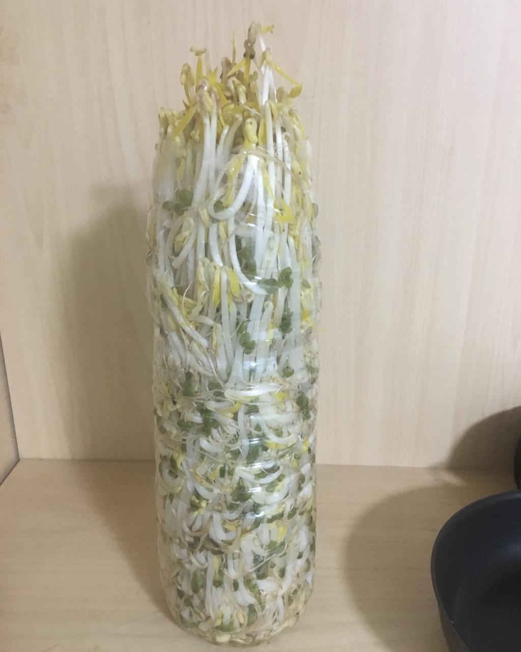 自发豆芽（可乐瓶发豆芽0失败！）