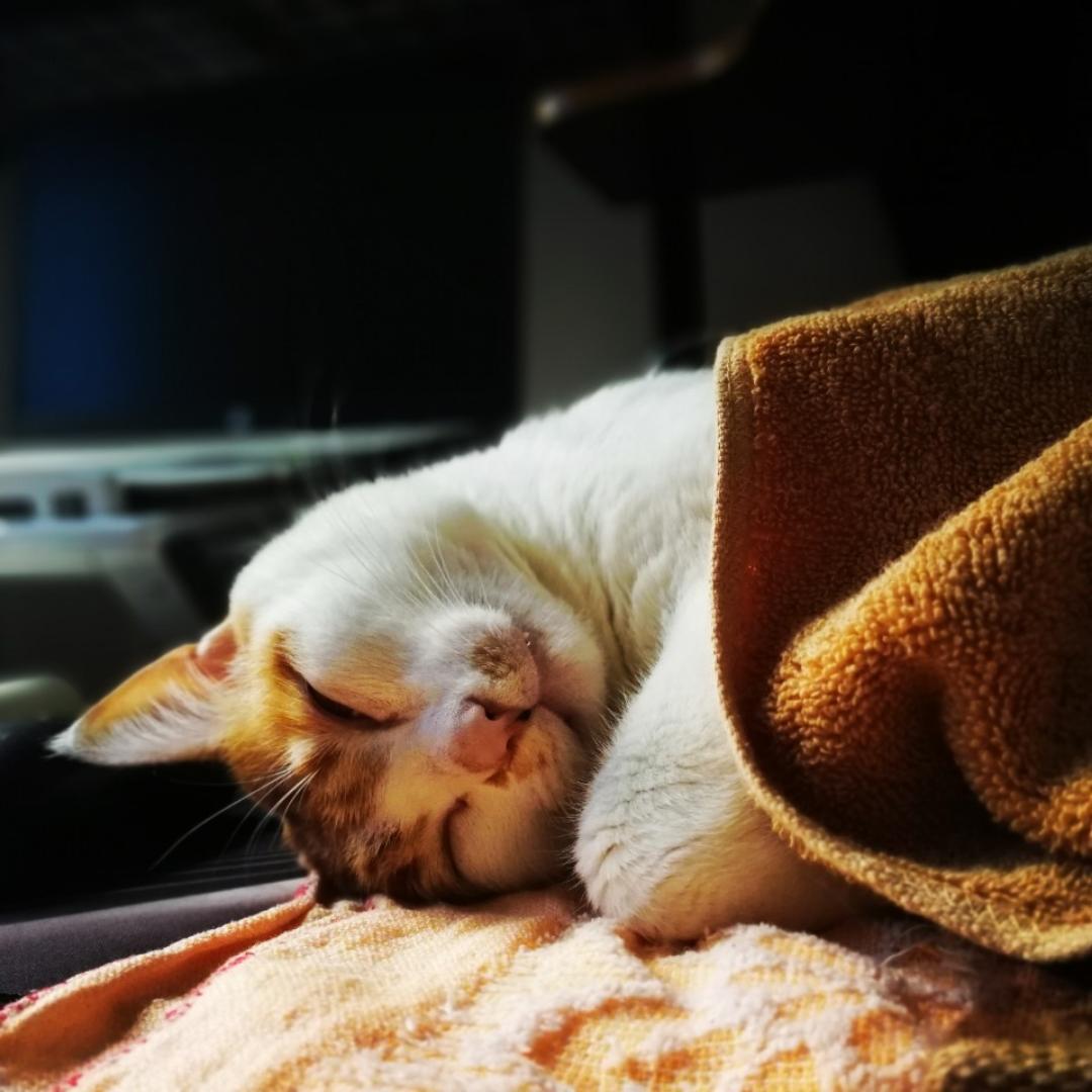 小小橘猫