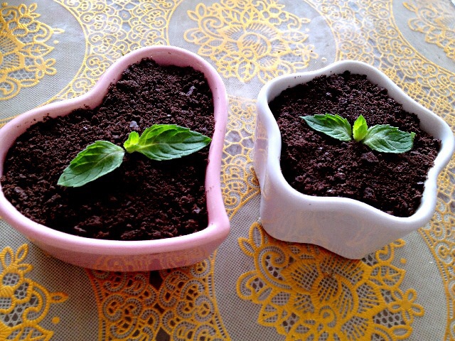 酸奶盆栽/继续延续小清新风/治愈系甜品