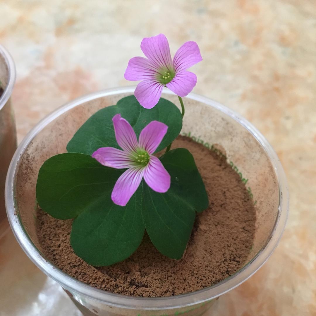 开在春天的慕斯杯