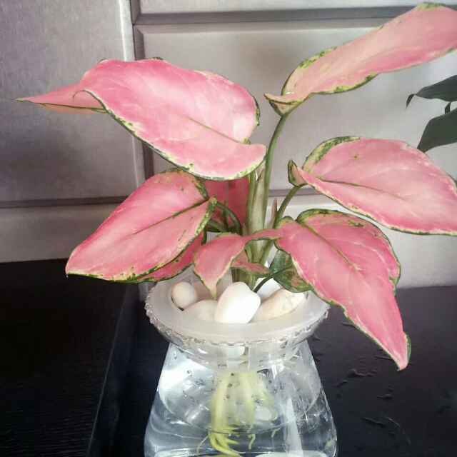 泥鳅最爱