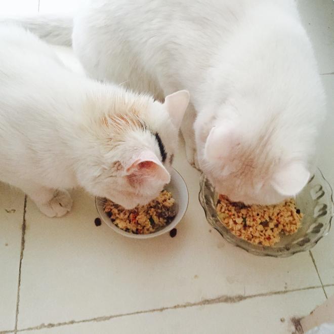 猫咪营养饭的做法