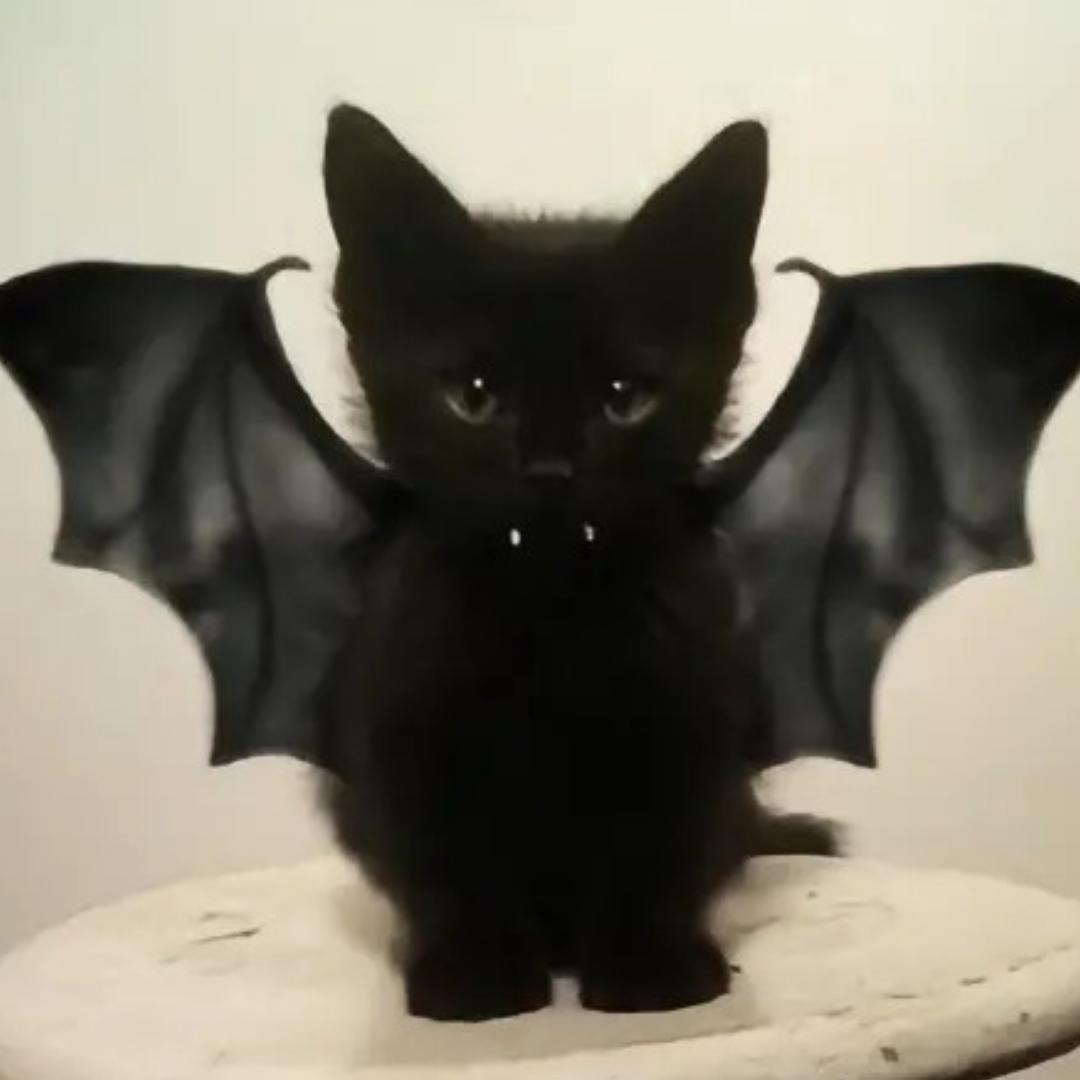 陪小猫散步才是要紧事