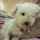 绿色菜盲重患者