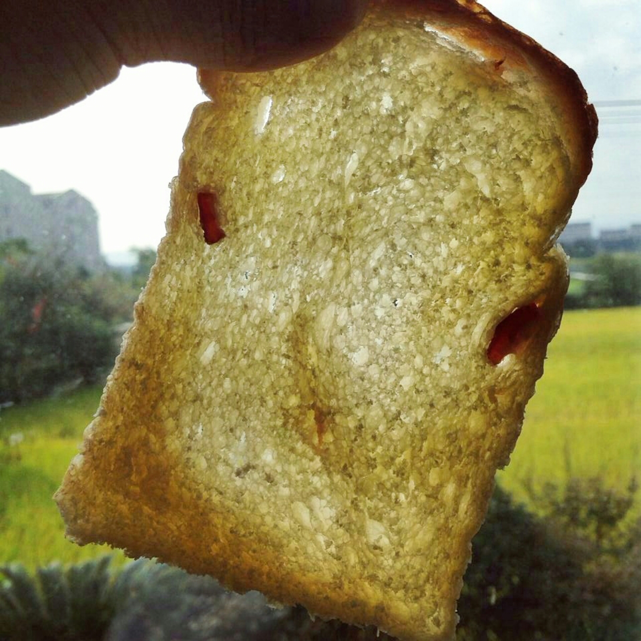 波兰种北海道吐司