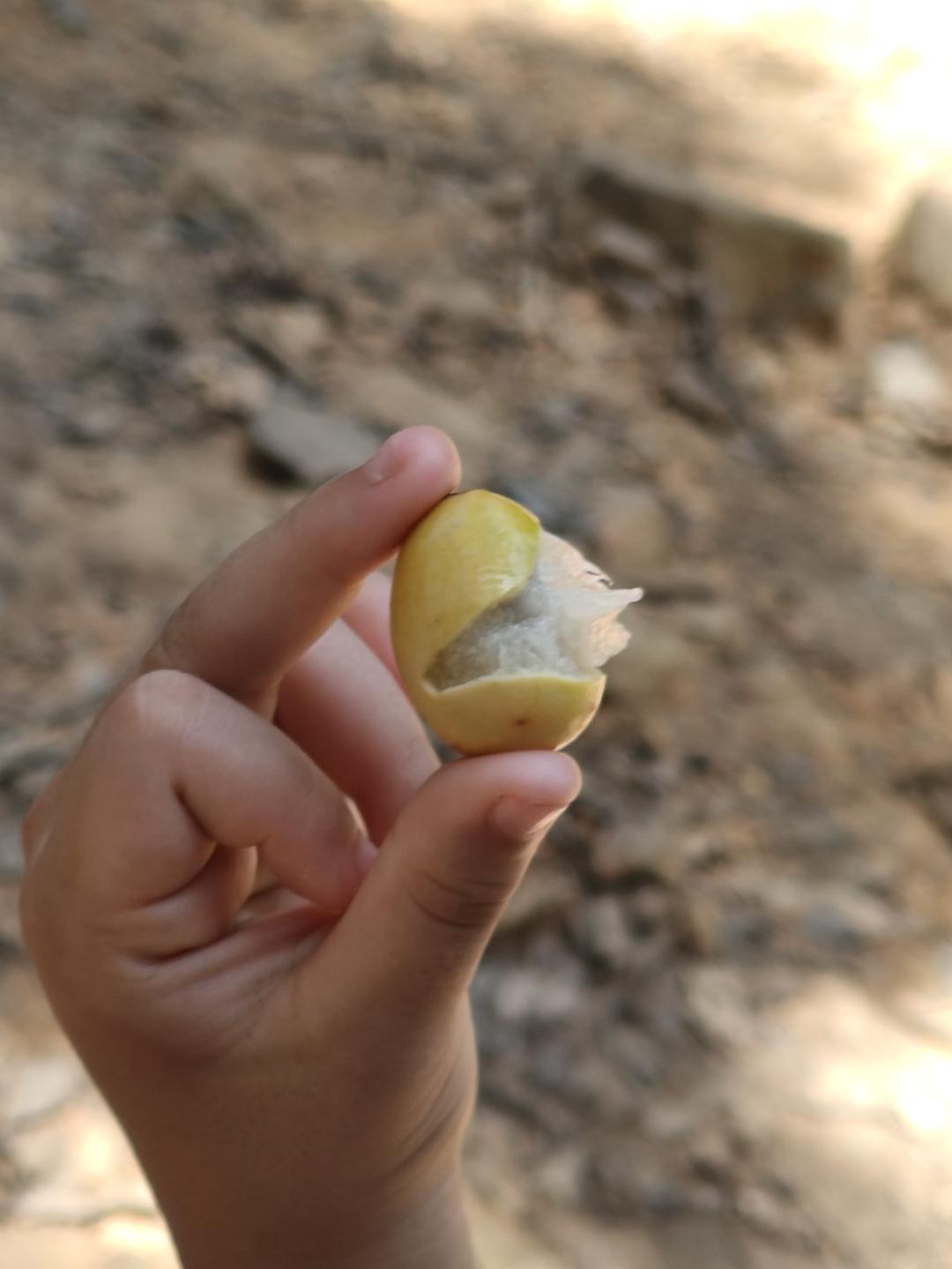 酸枣片