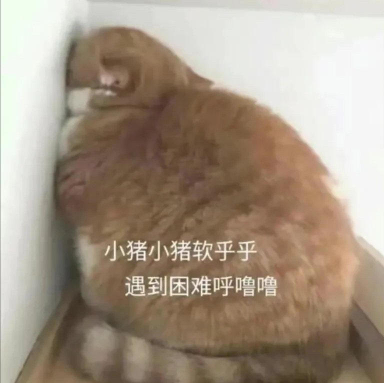 不成熟养猪小日记