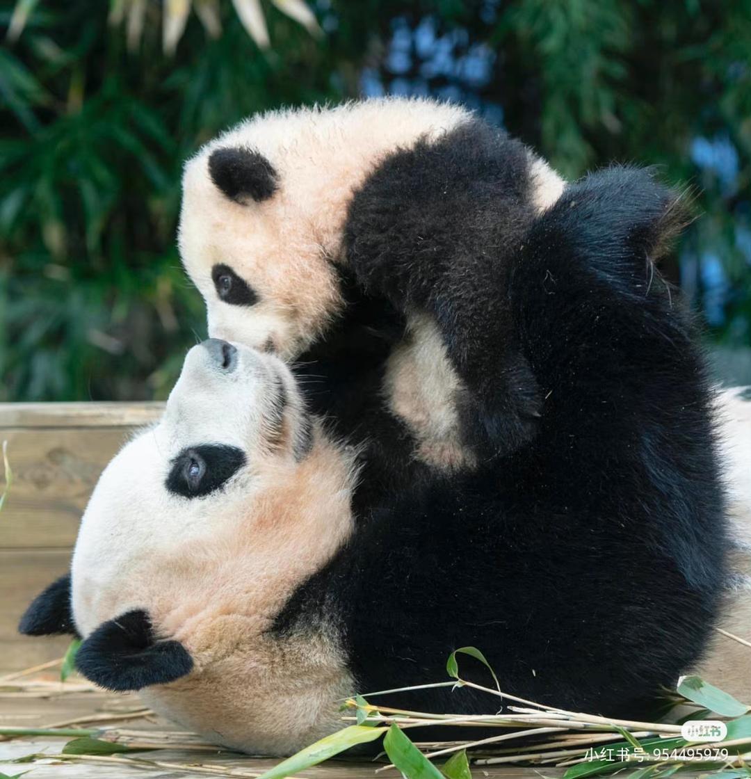 Cbao_panda