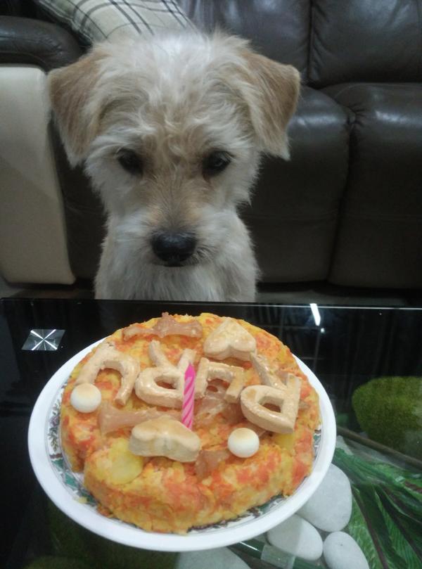 狗狗生日蛋糕