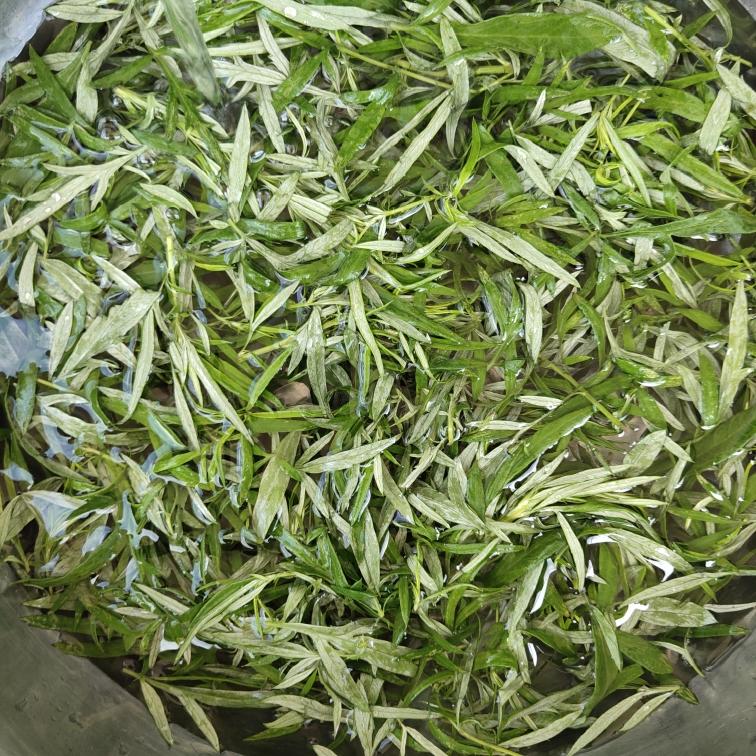 艾草的保存及各种美食