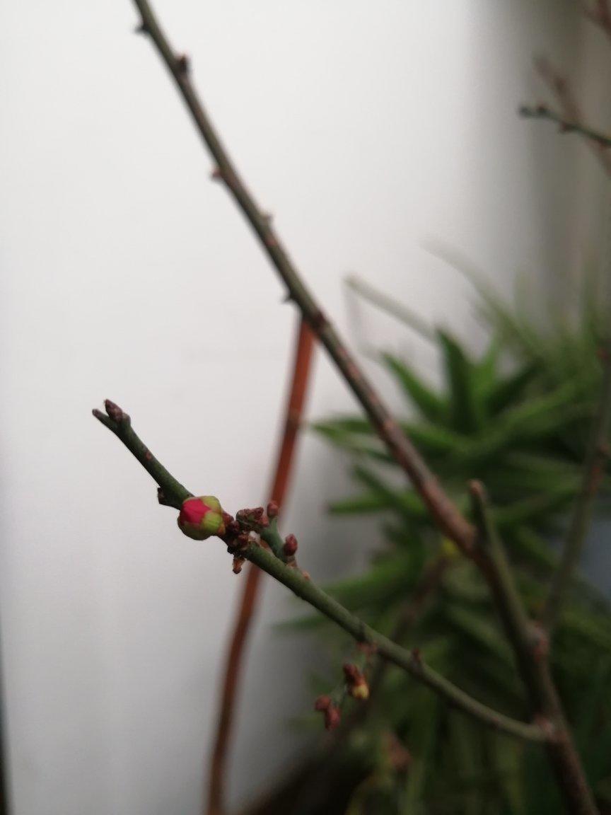 雷的小花园