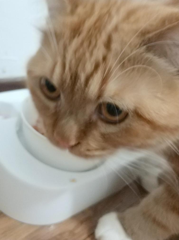 二人食美味快手香菜饺子