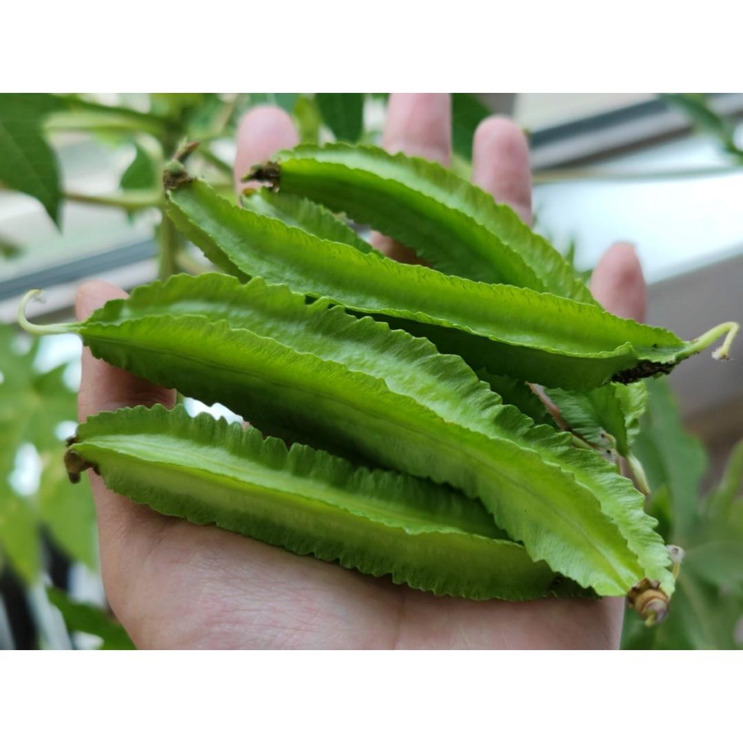 瓜果蔬菜养成记