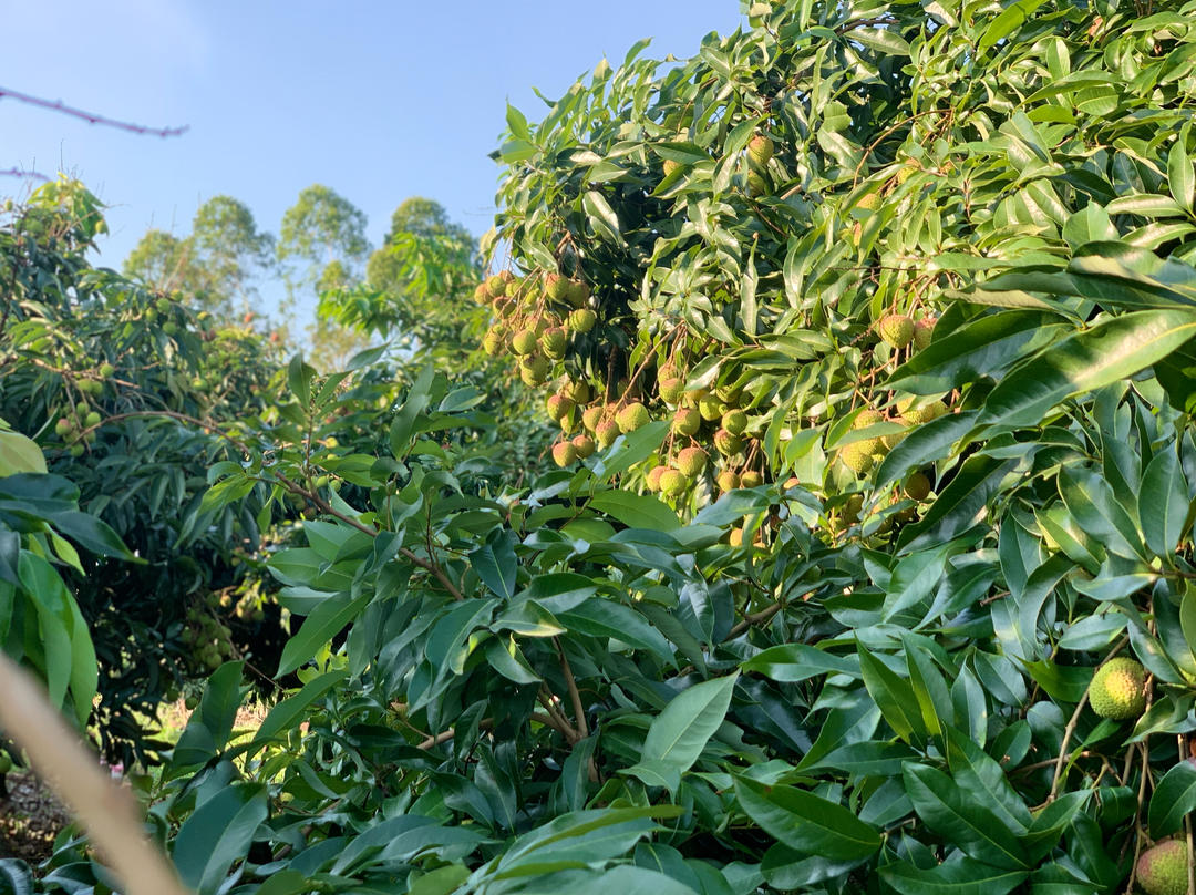 荔枝基地