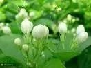 茉莉美食厨房