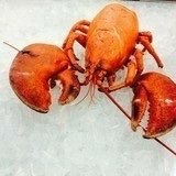 蜜蜂熊蜂蜜