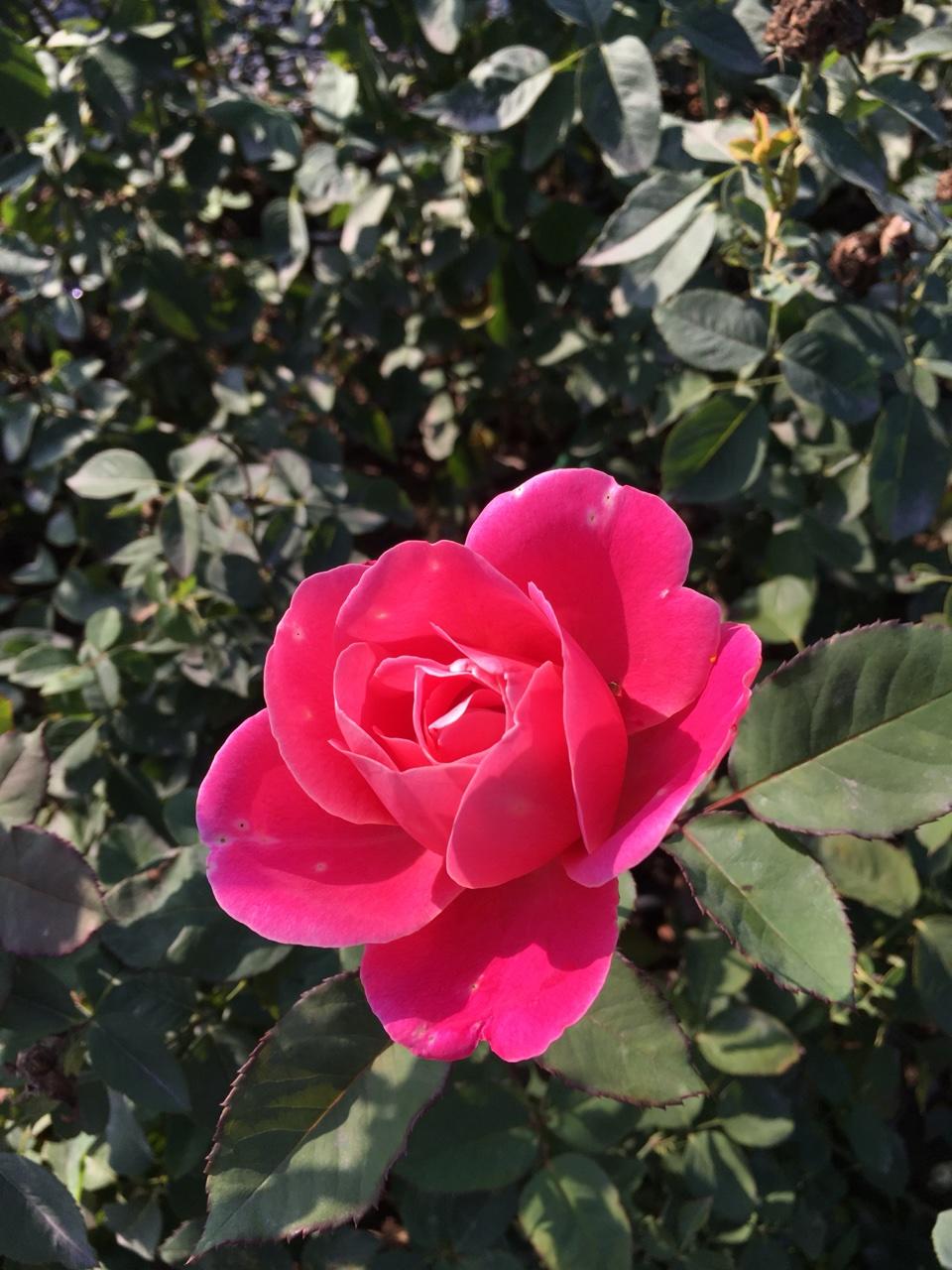小明的幸福妈妈