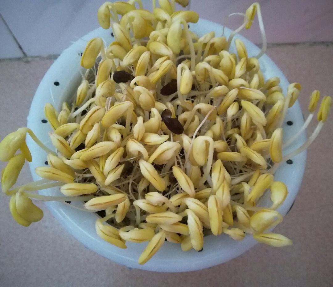 自发豆芽(方便、易做的绿色食品)