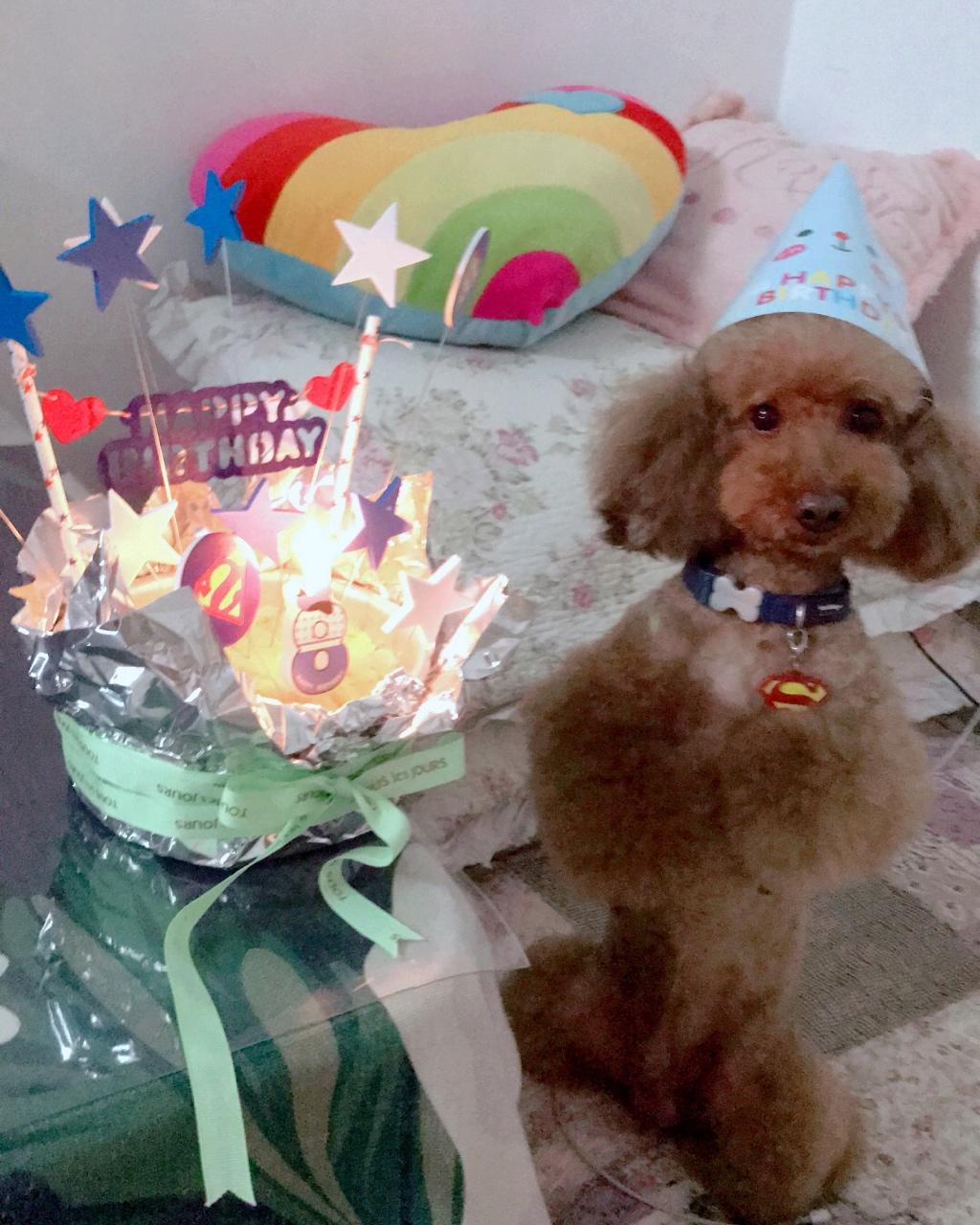 狗狗生日蛋糕（纯天然无色素无面粉）
