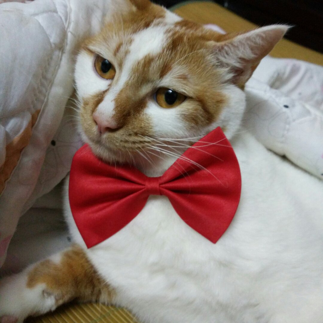 贝斯小王子