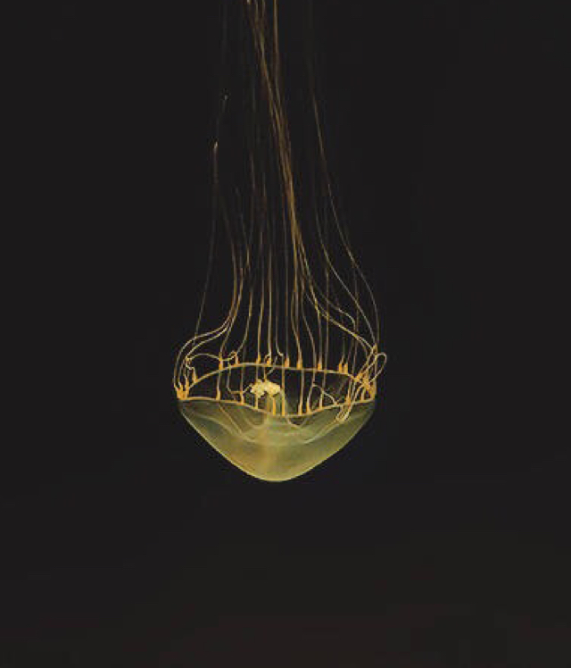 面条加上肉_阿条