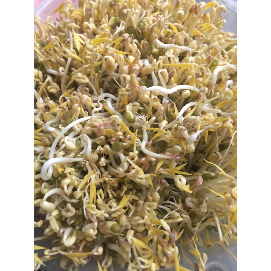 自制豆芽