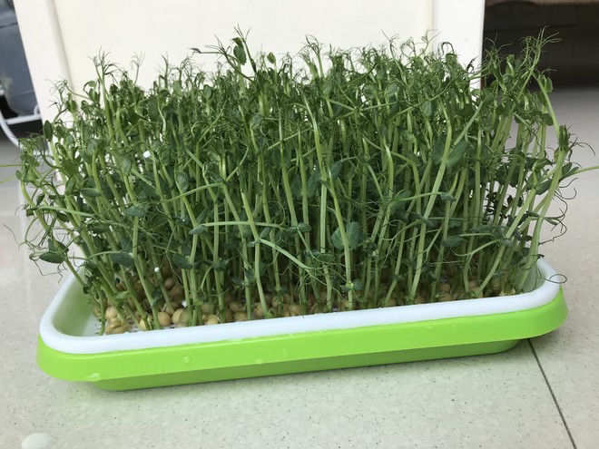 豌豆苗芽苗菜豆苗的做法步骤图 若曦姐姐123 下厨房 豌豆苗芽苗菜豆苗的做法步骤图 若曦姐姐123 下厨房