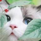 带蝴蝶结的齐天大圣