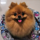 风过庭