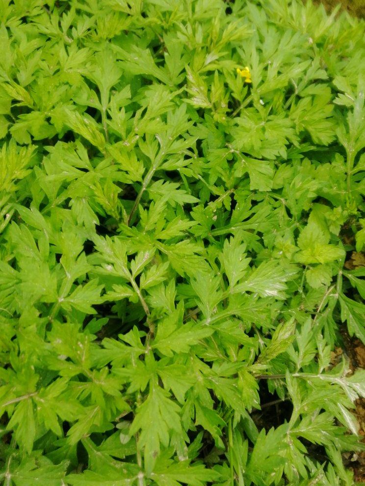 青团原料 | 艾草泥（汁）的做法