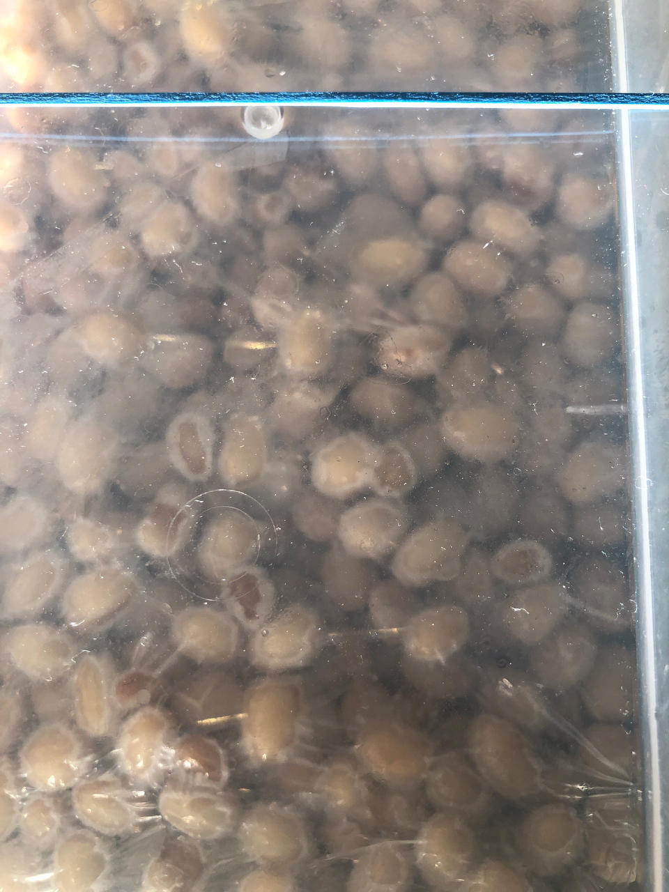 永远吃不完的拉丝纳豆