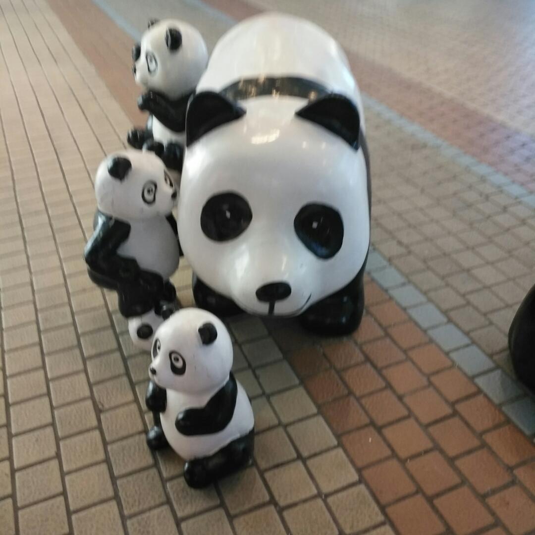小肉猪-1