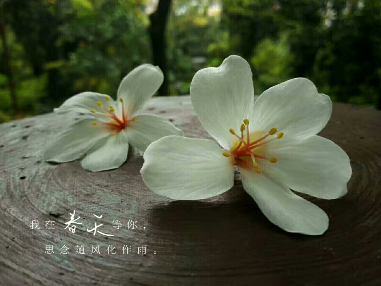 美食与鲜花都不可辜负！的做法 步骤11