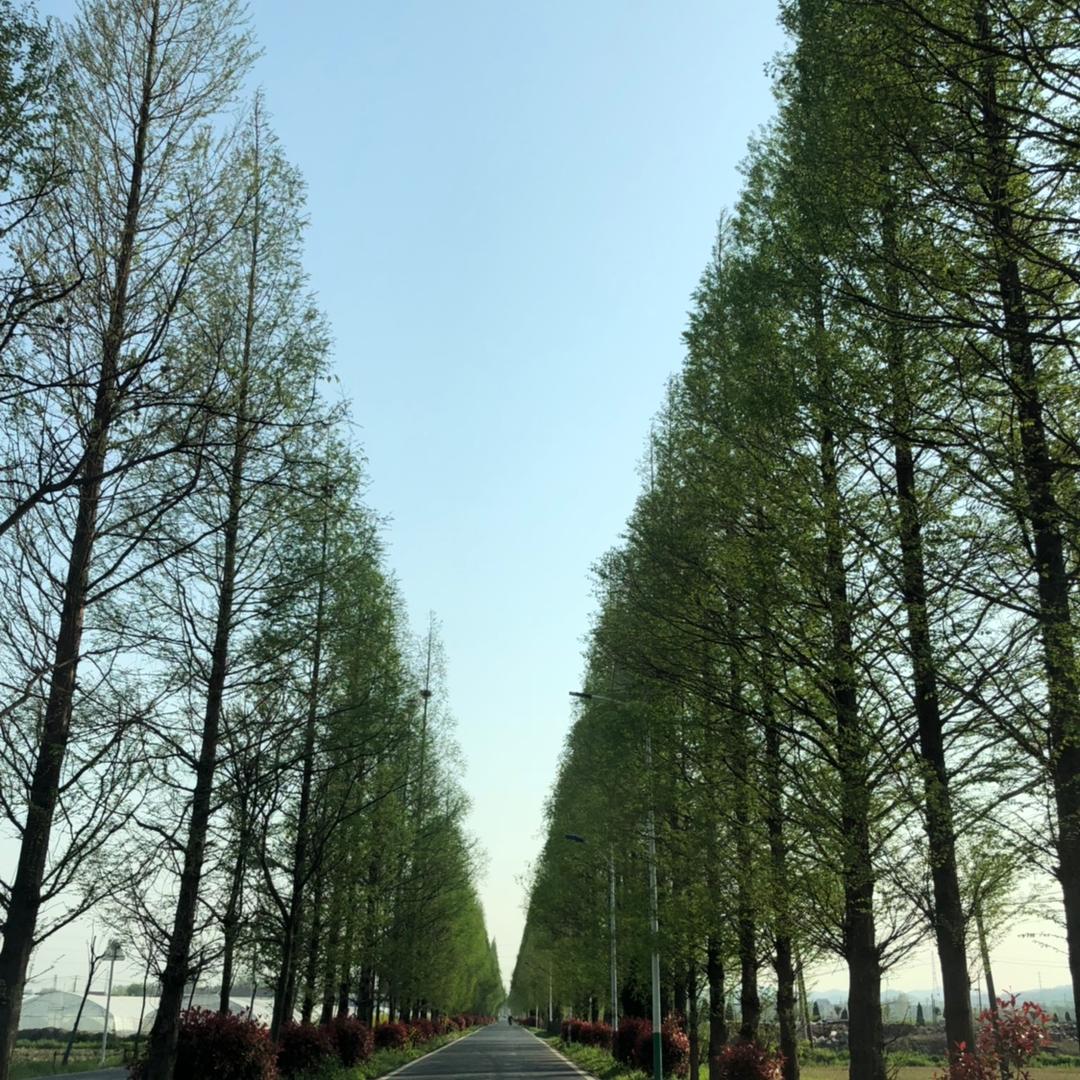 NJ毛毛草