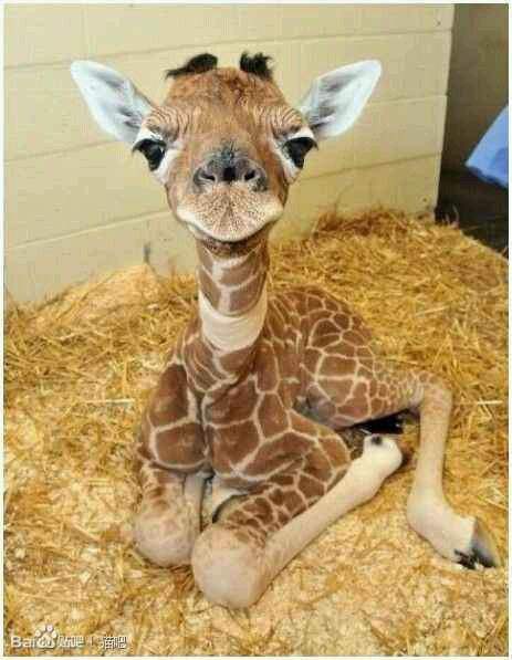长颈鹿宝宝
