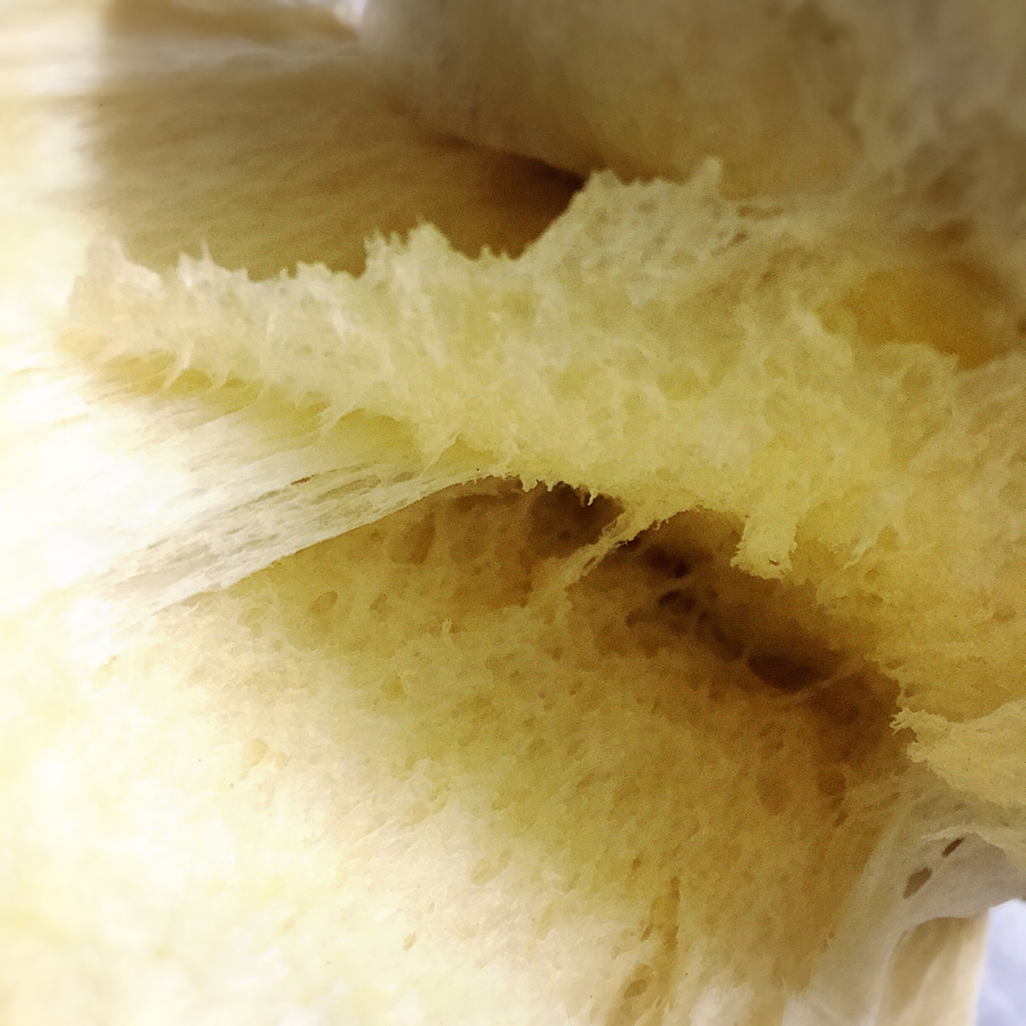 夺命软吐司(๑´ڡ`๑)超软拉丝极速方便的一次发酵吐司