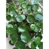 小鱼儿的烟火生活