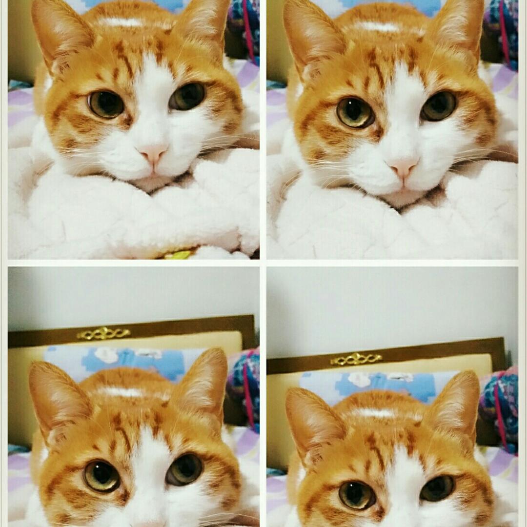 小盖儿964430